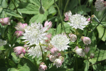 astrantia