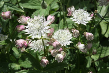 astrantia