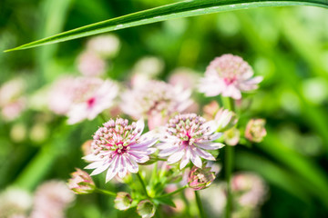 Blooming Astrantia in the garden. Selective focus. Shallow depth of field.