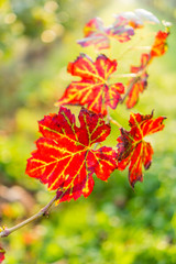 red vine leaves in autumn in a vineyard in Padana Valley