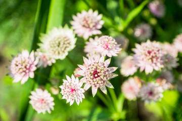 Blooming Astrantia in the garden. Selective focus. Shallow depth of field.