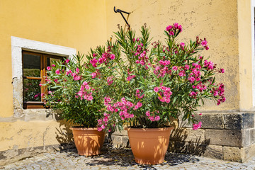Fototapeta na wymiar flowers in pot on a wall