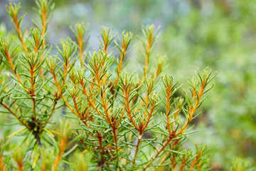 Marsh Labrador tea, Rhododendron tomentosum, Ledum palustre, northern swamp plant, Dragonfly, leaves on stem, close-up, selective focus