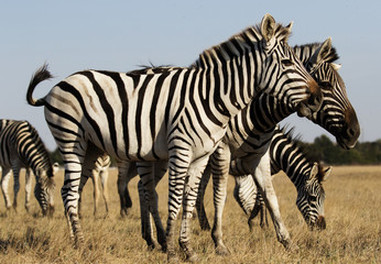 herd of zebras walking across the savannah