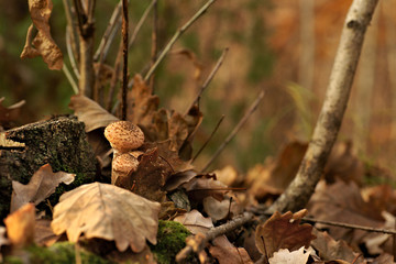 Mushrooms, Honey fungus (Armillaria)