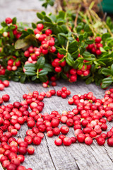 Vaccinium vitis-idaea (berries of wild cowberry) on a wooden natural background
