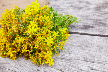 Hypericum - St Johns wort plants on wooden board, top view. Copy Space. Close Up