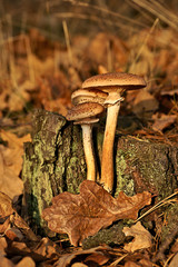 Mushrooms, Honey fungus (Armillaria)