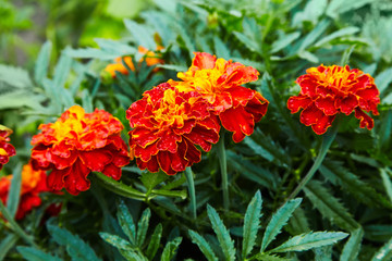 Bright wet orange and yellow marigold flowers closeup with rain drops. Blackbringer flowerbed, copy space (Tagetes erecta, Mexican, Aztec or African marigold)