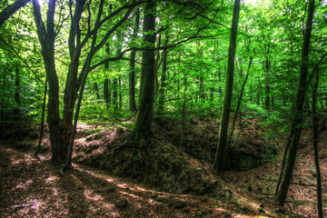 Forest LightandShadows