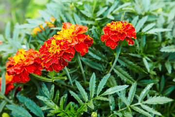 Bright wet orange and yellow marigold flowers closeup with rain drops. Blackbringer flowerbed, copy space (Tagetes erecta, Mexican, Aztec or African marigold)