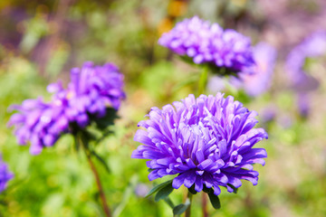 Chrysanthemum flowers as a background close up. Violet Chrysanthemums in autumn. Chrysanthemum wallpaper. Floral background. Selective focus