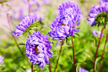 Chrysanthemum flowers as a background close up. Violet Chrysanthemums in autumn. Chrysanthemum wallpaper. Floral background. Selective focus.