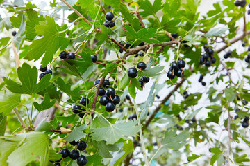 Ripe fresh berries of golden currant in the garden. Ribes aureum, known by the common names golden currant, clove currant, pruterberry and buffalo currant