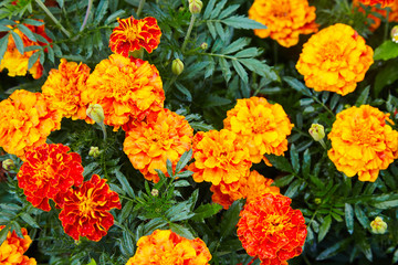 Bright wet orange and yellow marigold flowers closeup with rain drops. Blackbringer flowerbed, copy space (Tagetes erecta, Mexican, Aztec or African marigold)