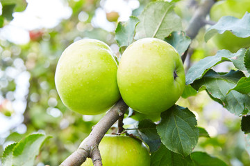 Green ripe apples growing in the garden