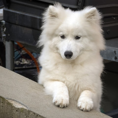 Nice Samoyed pup. The Samoyed is a large herding dog and takes its name from the Samoyedic peoples of Siberia. These nomadic reindeer herders bred the fluffy white dogs to help with the herding.