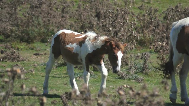 Foal horse walking baby animals countryside landscape