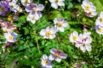 Anemone hupehensis, Chinese or Japanese anemones, thimbleweed, or windflower, flowering herbaceous perennials in the Ranunculaceae family.
