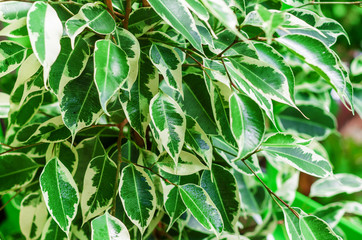 Green leaves with yellow edge, ficus, background nature