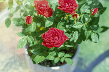 Decorative red roses in a pot, drops of water, spraying
