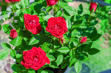 Decorative red roses in a pot, drops of water, spraying