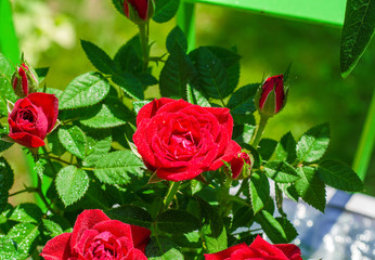 Decorative red roses in a pot, drops of water, spraying