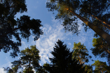 trees and blue sky