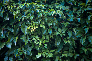Texture of bindweed. A wall of greenery. Background.
