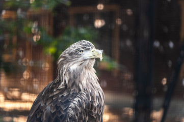 Portrait of a large gray eagle, space for text, toned