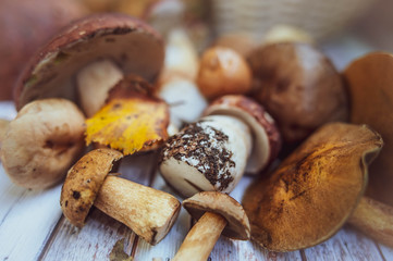 Mushrooms on the table, autumn, mushroom background, porcini and brown cap boletus