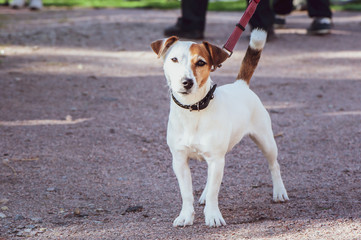 Jack Russell Terrier at the dog show, an exhibition outdoors