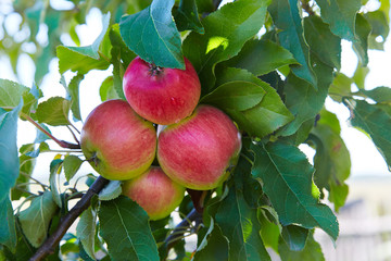 Plenty of red ripe apples growing in the garden