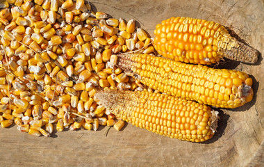Corn cob and corn seeds