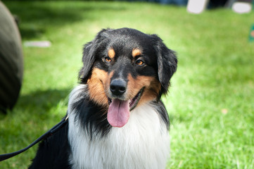 Аustralian shepherd at the show, Exhibition of dogs, portrait of a dog, space for text