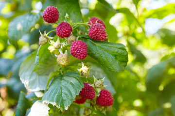 Raspberries. Growing Organic Berries Closeup. Ripe Raspberry In The Fruit Garden. Raspberry bush. Branch of ripe raspberries in a garden