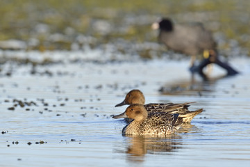 Pintail or Northern Pintail (Anas acuta), Crete 