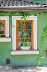 Two windows in the old house, a green wall, thickets of wild ivy