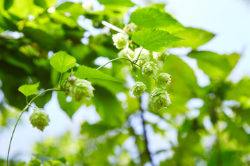 Wild green fresh hop cones for making beer and bread closeup, agricultural background.