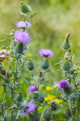 Cirsium vulgare, Spear thistle, Bull thistle, Common thistle, short lived thistle plant with spine tipped winged stems and leaves, pink purple flower heads 