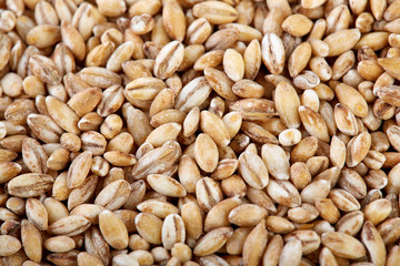 Background of winter wheat kernels. Wheat grain as background texture. Processed organic wheat grains as agricultural background.