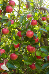 Plenty of red ripe apples growing in the garden