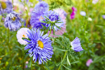 Chrysanthemum flowers as a background close up. Violet Chrysanthemums in autumn. Chrysanthemum wallpaper. Floral background. Selective focus.