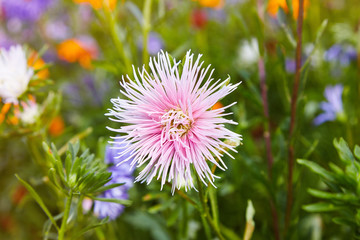 Chrysanthemum flowers as a background close up. Pink, purple and violet Chrysanthemums in autumn. Chrysanthemum wallpaper. Floral background. Selective focus.
