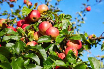 Plenty of red ripe apples growing in the garden 