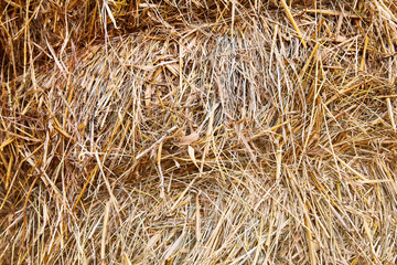 Texture hay closeup in color. Fodder for livestock and construction material. Dry yellow straw grass background texture after havest 