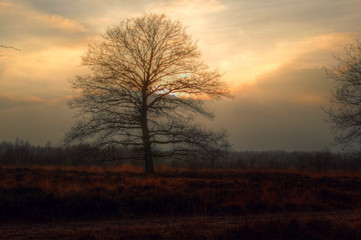 Fototapeta na wymiar Oak in the Morning