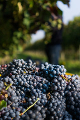 Shot of a Friularo bunch of grapes hanging from the vine plant. This grapes can be used for both red and white wines. 
