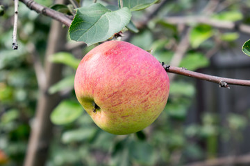 Large ripe apple is hanging on a branch