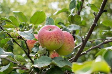 Ripe apples on apple trees